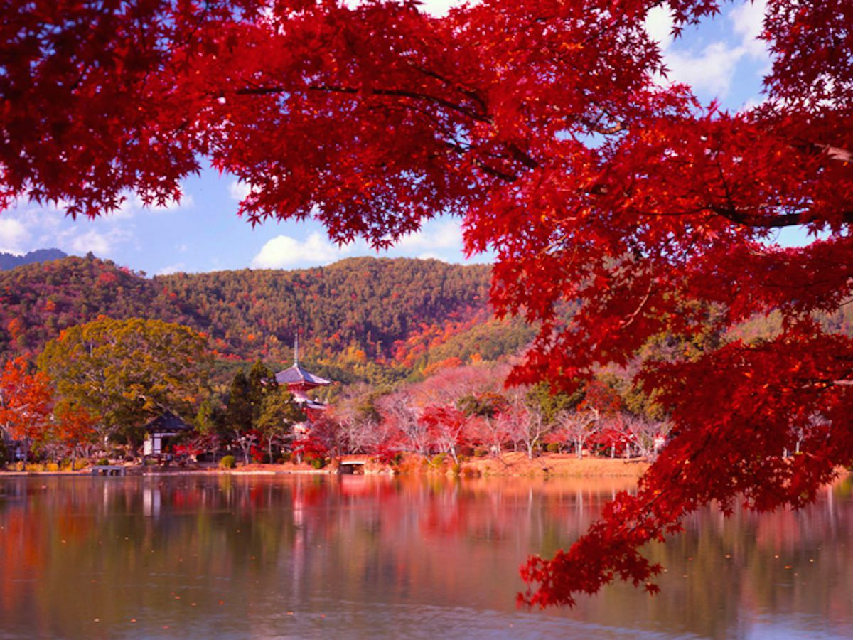 Handn Japan’s Autumn Foliage Season: Must-Visit Scenic Spots - Handn blog