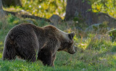 Bear Sightings in Hakuba Village, Nagano