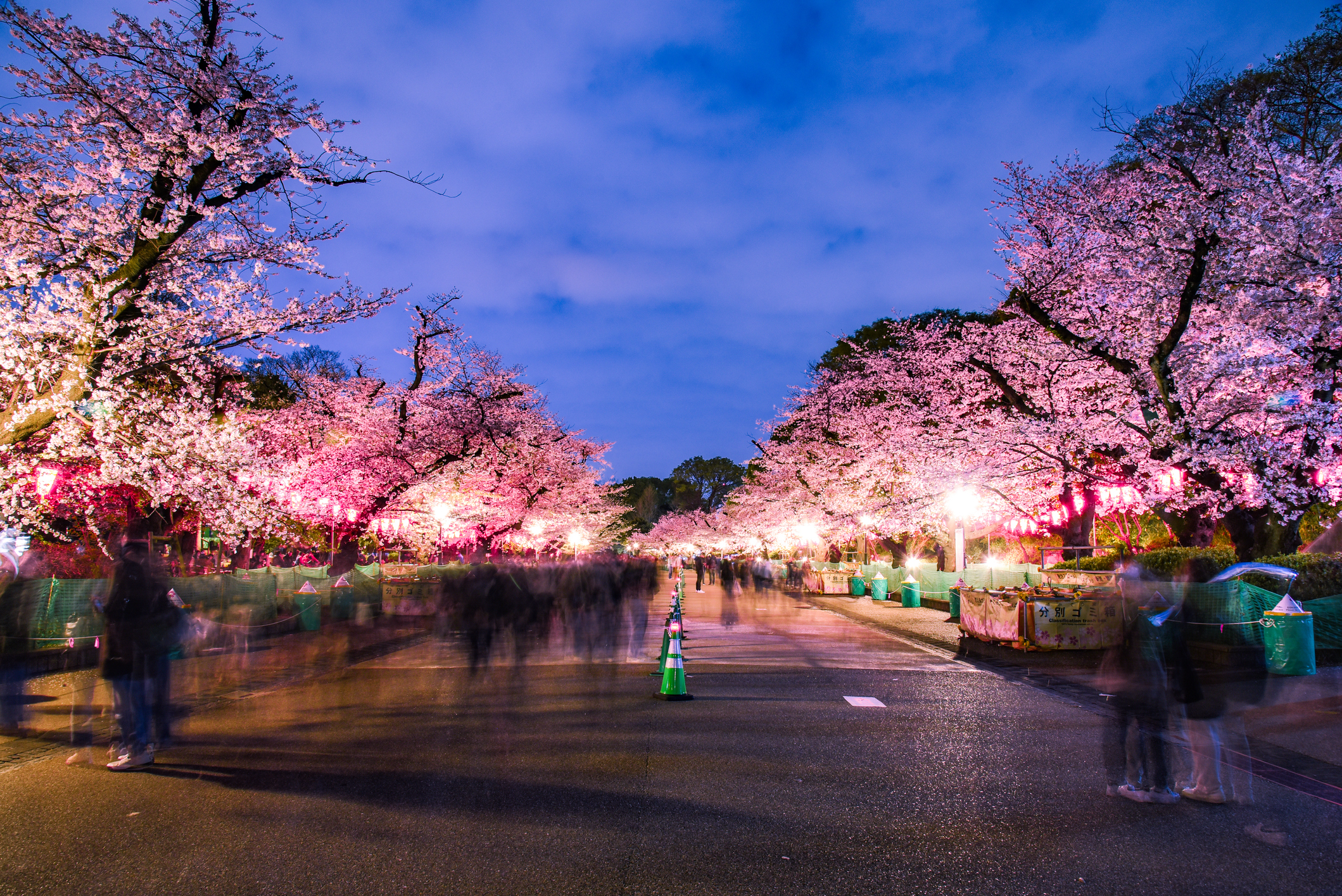 https://cdn.cheapoguides.com/wp-content/uploads/sites/2/2014/11/ueno-cherry-blossom-GettyImages-1996449432.jpeg